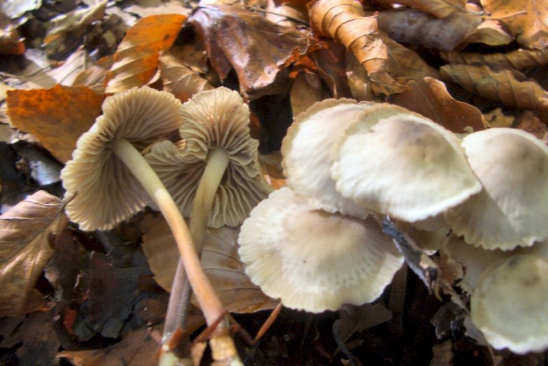 Conferma per Mycena pura